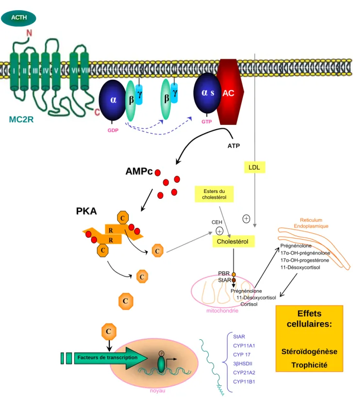 Figure 3. Action de l’ACTH sur la cellule cortico-surrénalienne.  Effet à court terme : activation de  la stéroïdogenèse par transfert intra-mitochondrial de cholestérol
