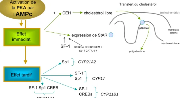 Figure 4. Représentation schématique des réponses de la cellule cortico-surrénalienne à  l’élévation de l’AMPc et les facteurs de transcription impliqués