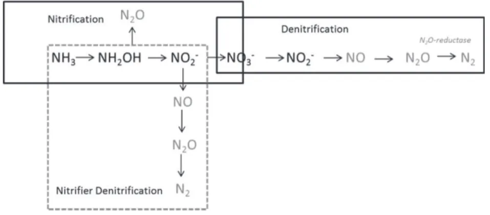 Figure 1-4. Les processus biologiques principaux de la transformation de l’azote dans le sol