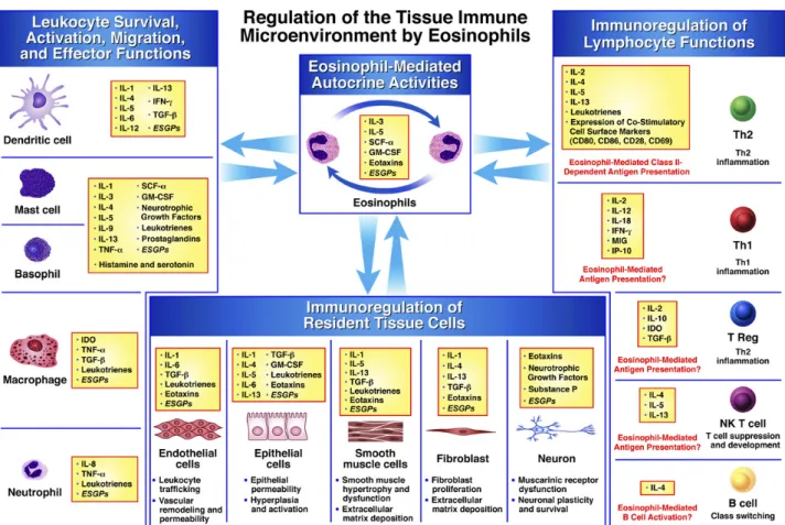 Figure 5  : Mécanismes moléculaires et cellulaires utilisés par les éosinophiles pour moduler  localement la réponse immune (Jacobsen et al