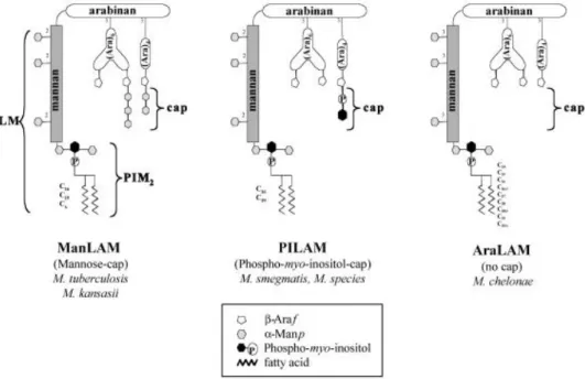 Figure 9:  Structures des molécules de LAM isolées de différentes espèces mycobactériennes  (Dao et al