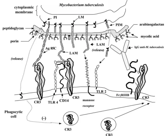 Figure 10 :  Coopération de  CR3 avec d’autres récepteurs au cours de l’interaction  mycobactéries/cellules phagocytaires