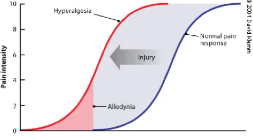 Figure 1 : Diagramme présentant la relation d’intensité de douleur en fonction de l’intensité du  stimulus