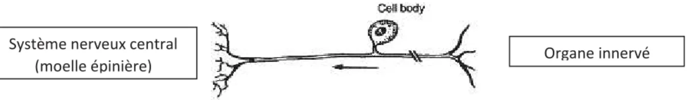Figure 2 : Schéma d’un neurone pseudo-unipolaire présentant le soma de la cellule. A droite  l’organe innervé et la branche axonale du  nerf périphérique, à gauche les projections vers le  système nerveux central