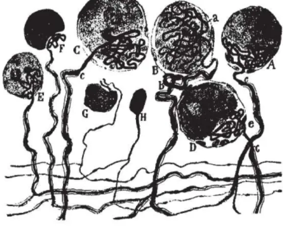 Figure  3 :  Dessin  de  Cajal  des  corps  cellulaires  des  neurones  sensoriels  dans  un  ganglion  rachidien  dorsal