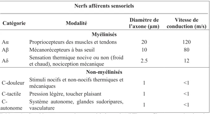 Tableau 1 : Ce tableau regroupe les caractéristiques des différentes fibres retrouvées dans les  nerfs afférents sensoriels (McGlone and Reilly 2010)