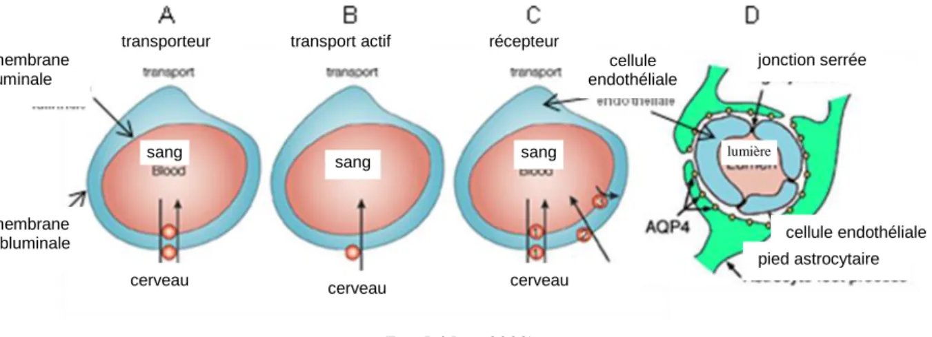 Figure 18: Les différents types de transport à travers la barrière hémato-encéphalique 