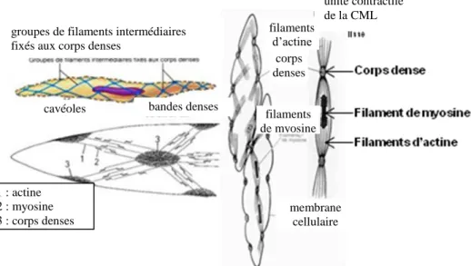 Figure 20: Les composants cellulaires de la contraction du muscle lisse 
