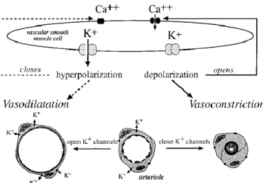 Figure 24: Régulation du tonus vasculaire par les canaux potassiques des myocytes 
