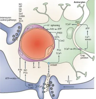 Figure 37: Les agents vasoactifs libérés par les neurones et les astrocytes lors de l'activté synaptique 