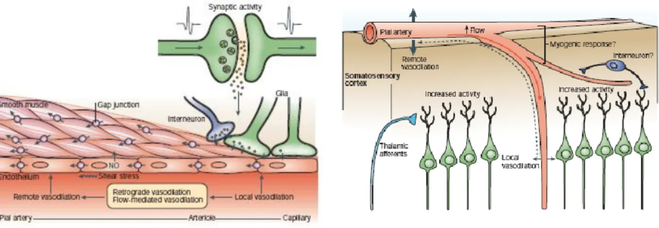 Figure 39: Les mécanismes cellulaires de la propagation rétrograde de la vasodilatation 