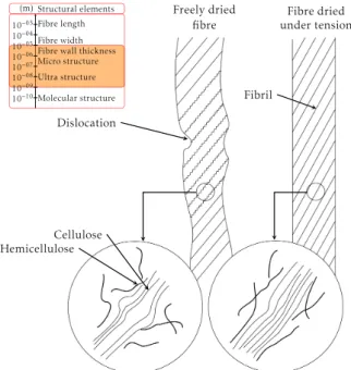Figure 2.20: Structural changes involved in the Jentzen effect at fibre wall level [183]