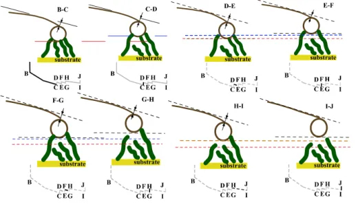 Figure  6.  Schema  of  the  adhesion  between  several  NWs  and  a  sphere  probe  with  the  part  of  the  adhesion curve corresponding
