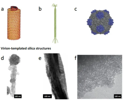 Figure 5. Macromolecular structures of different virus used for silica templating:  