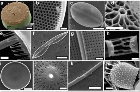 Figure 1. Morphological diversity in diatoms frustule. Colored areas in (a) show valve (v)  and girdle band (gb)
