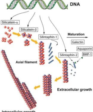 Figure 2. The self-assembly process of the organic layers in siliceous spicules. Copyright  2012 The Royal Society of Chemistry