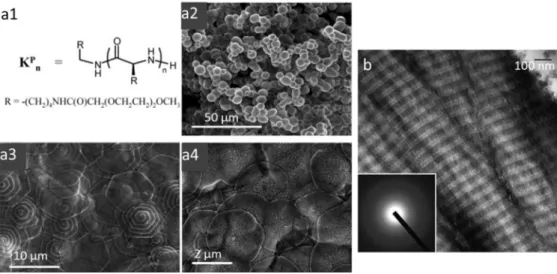 Figure 3. (a1) Chemical structure of PLL (K p n ) and Scanning Electron Microscopy (SEM)  images of (a2) K p 56  spheres, (a3,a4) K p 264  and K p 400  hexagonal plates