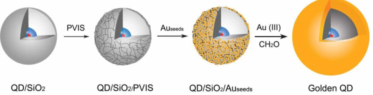Figure 3.2. Scheme of the different steps leading from QD/SiO 2  to golden QDs (Au-shell-encapsulated QDs); 
