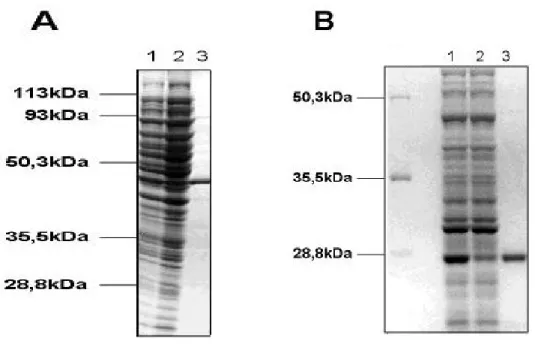 Figure 1 : Expression and purification of recombinant proteins. 