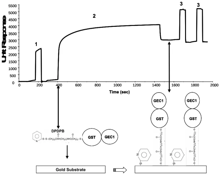 Figure 4: Self Assembly of “DPDPB -GST-GEC1” complexes onto gold sensor chip.