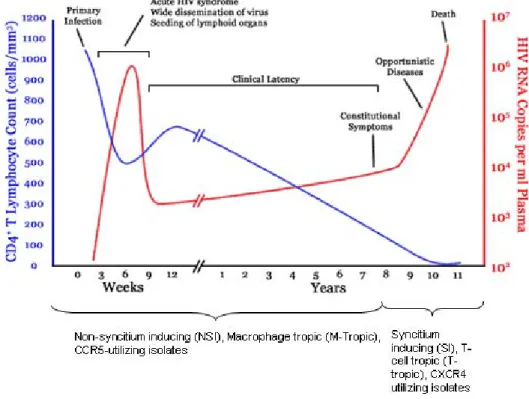 Figure 1.2 Early after primary infection there is widespread dissemination of virus and a  sharp decrease in CD4 +  T cells count in peripheral blood