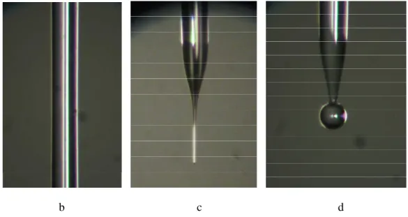 Figure III.2. Single mode fiber without coating, 125µm in diameter (a), the  tapered fiber formed by cutting the taper bottom (b), and microsphere with its 