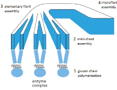 Figure 6 – A general proposed model for the stages of microfibril formation during celulose biosynthesis: 