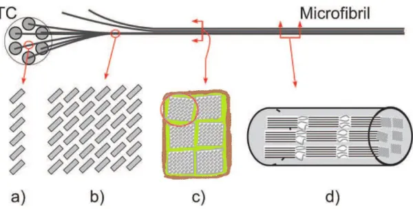 Figure 8 – Schematic of the different levels of the formation of a wood microfibril (adapted from Moon et  al