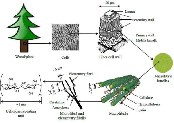 Figure 10 – Schematic diagram for the hieralchical structure: from tree to cellulose (adpted from Fengel 