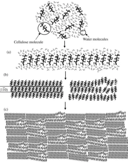Figure 15 – Schematic model for the structural formation of regenerated cellulose in a water environment: 