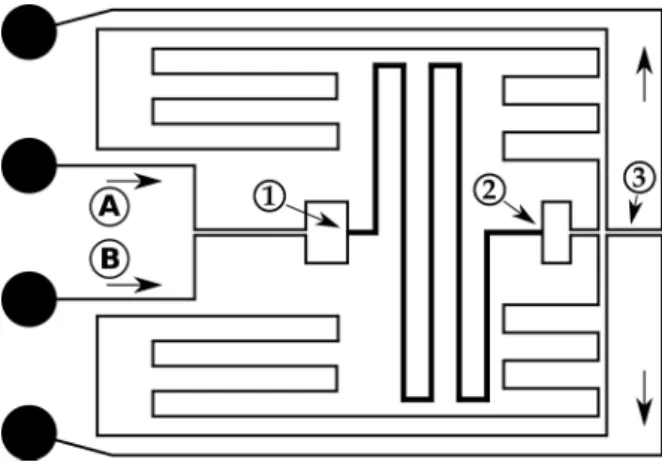 Figure   2.  Microfluidic  architecture   of  the   'Péclet-O-Matic'.  The  straight   arrows   indicate   flow direction