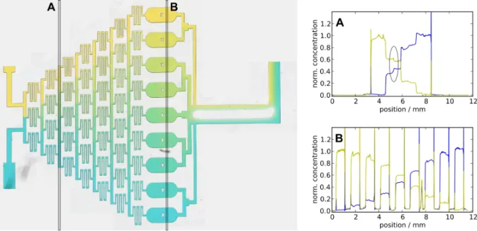 Figure 7.  Left: Panoramic picture (multiple images taken using a 2.5x NA 0.07 objective) of a gradient generator (channel height 75 µm) that generates a gradient distributed over 9 perfusion chambers