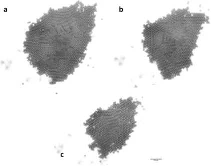 Figure 2.14 Aggregates of 15µm latex beads obtained by reducing the wave amplitude to a) 30, b) 40 and c) 60% from the maxima of 16 Vp-p