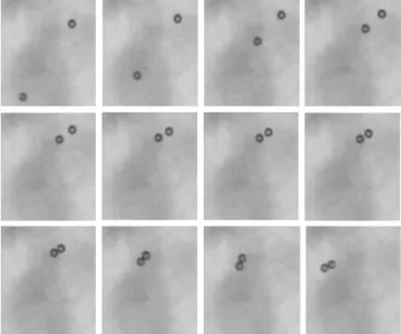 Figure 3.1 10µm latex beads at the levitation plane. Once particles reach the critical distance, both start to interact leading particle aggregation