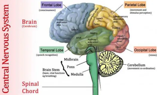 Figure 1: Schematic view of the Human CNS. Image courtesy of http://