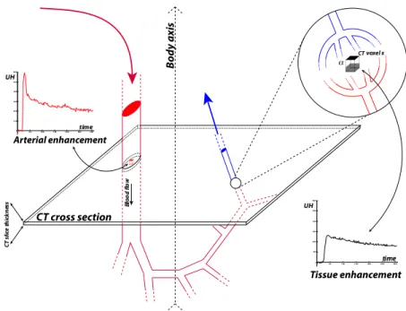 Figure 1: DCE-CT experiment and contrast agent circulation. The patient body is materialized by the mixed arrow.