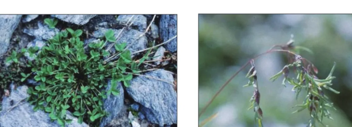 Abb. 2: Linkes Bild: der Moränenklee (Trifolium pallescens) – ein Gewinner der Temperaturerhöhung  im Gletschervorfeld