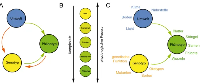 Abbildung 1.1 Der Genotyp nimmt, zusammen mit der Umwelt, Einfluss auf den Phänotyp (A, innerer, grüner Kreis)