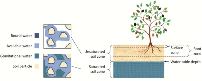 Figure 2.1: Schematic on the presence of bound, available and gravitational water in the unsaturated and saturated soil zone (left), and the location of the surface zone (as captured by microwave  satel-lite remote sensing) and the root zone (being specifi