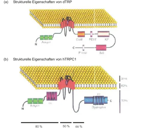 Abbildung 2.1:  Postulierte Domänenstruktur von TRP (Drosophila melanogaster) und TRPC1 (Homo  sapiens) (Minke &amp; Selinger, 1996) 