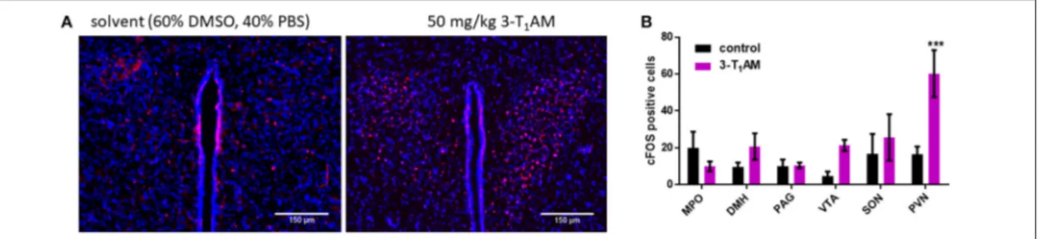FIGURE 1 | Staining of c-FOS activated neurons after 1 h of i.p. injection of 50 mg/kg 3-T 1 AM