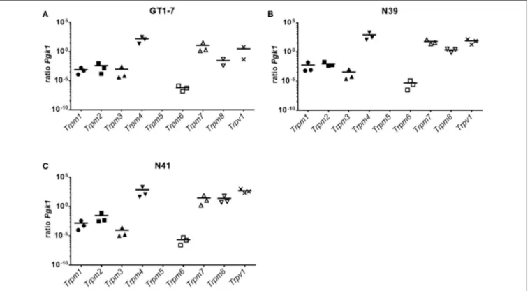 FIGURE 4 | Expression pattern of TRPM channels in (A) GT1-7, (B) N39 and (C) N41. Results of a SYBR Green based qPCR