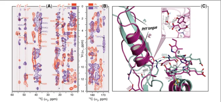 FIGURE 4 | Sheet-to-helix refolding in the tongue region associated with Pr→Pfr photoconversion in oat phyA3