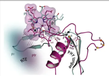 FIGURE 6 | Overview of the NTE activity and tongue refolding caused by Pfr formation in oat phyA3