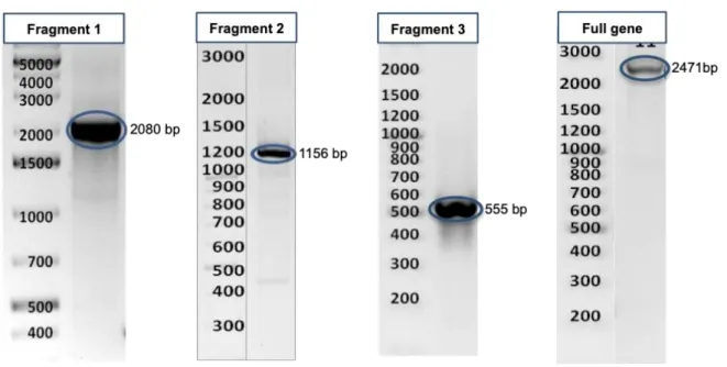 Figure S2 Images of agarose gels showing the protease gene of Psychrobacter sp. 94-6PB amplified in  three  main  overlapping  fragments  and  as  full  length  amplicon