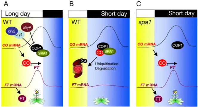 Figure 6: COP1/SPA complexes suppress flowering in SD by destabilization of CO.