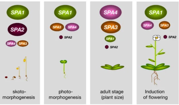 Figure  7:  SPA  proteins  have  redundant  but  also  distinct  functions  in  regulating  plant development.