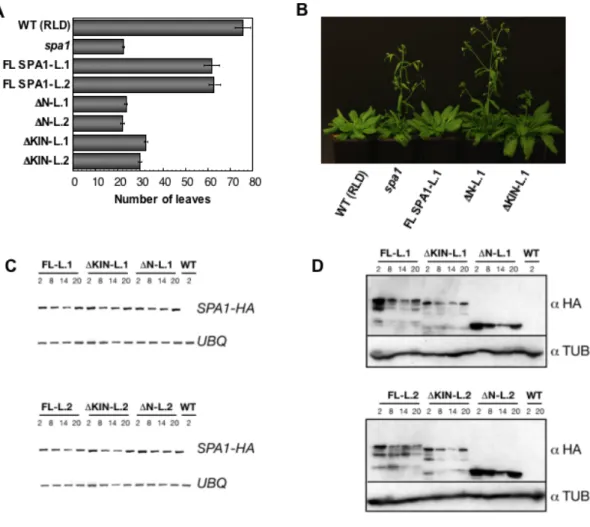 Figure 9: SPA1 N-terminus is necessary to inhibit photoperiodic induction of flowering in SD.