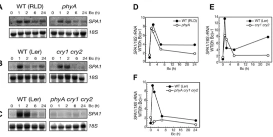 Figure 11: Accumulation of SPA1 mRNA in high B depends on phyA, cry1 and cry2.