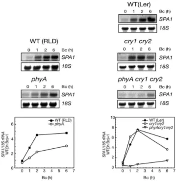 Figure 12:  phyA, cry1 and cry2 act redundantly in controlling SPA1 mRNA levels in low B.